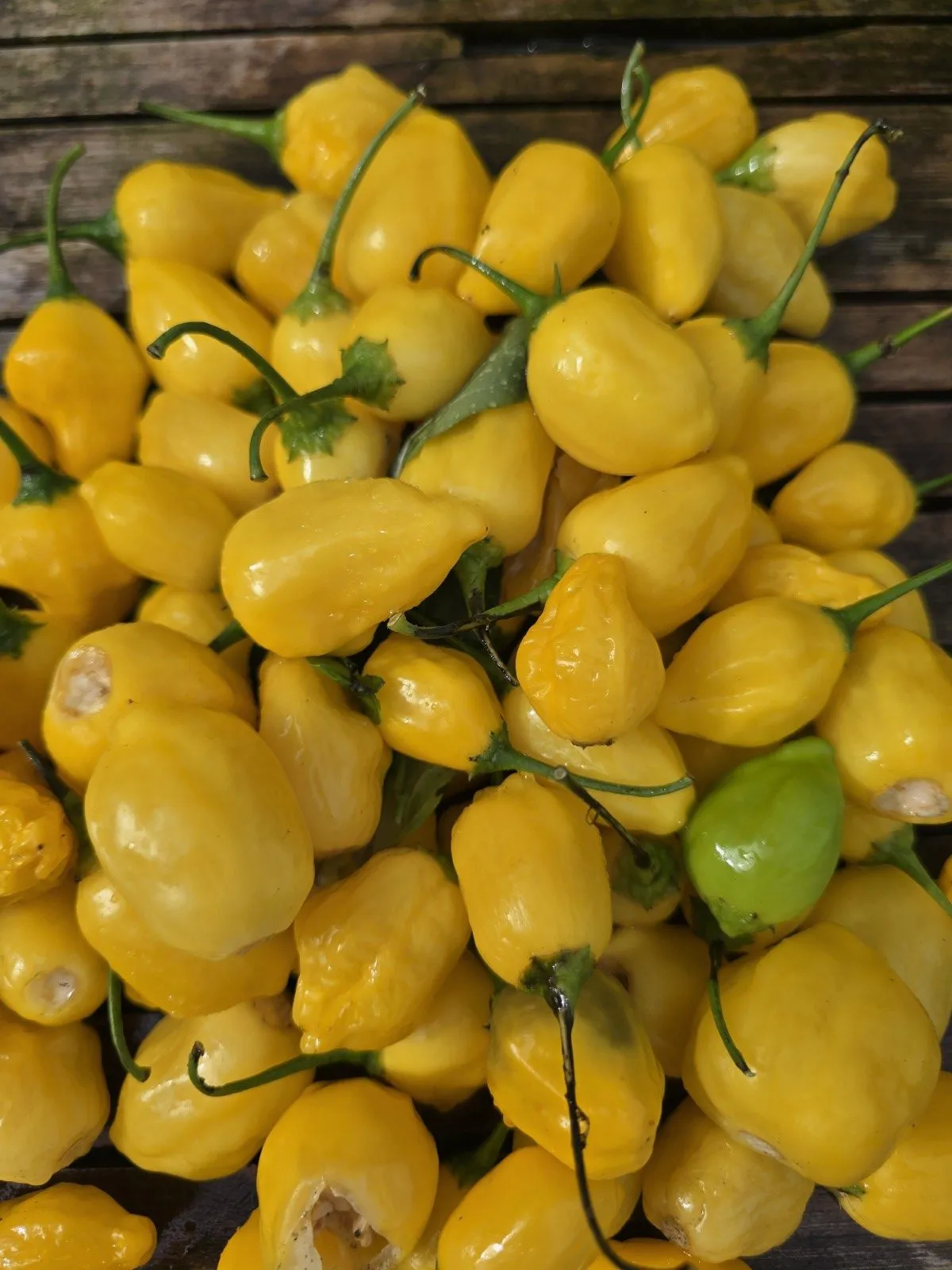 Yellow Cyril Chilli Seeds - Image 6