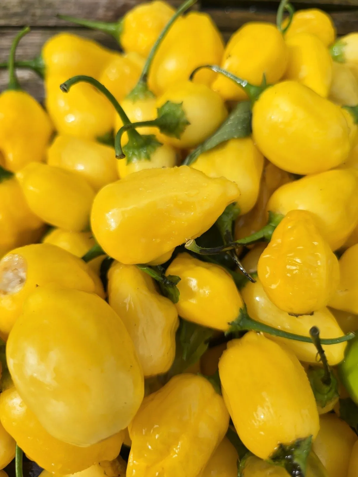 Yellow Cyril Chilli Seeds - Image 2