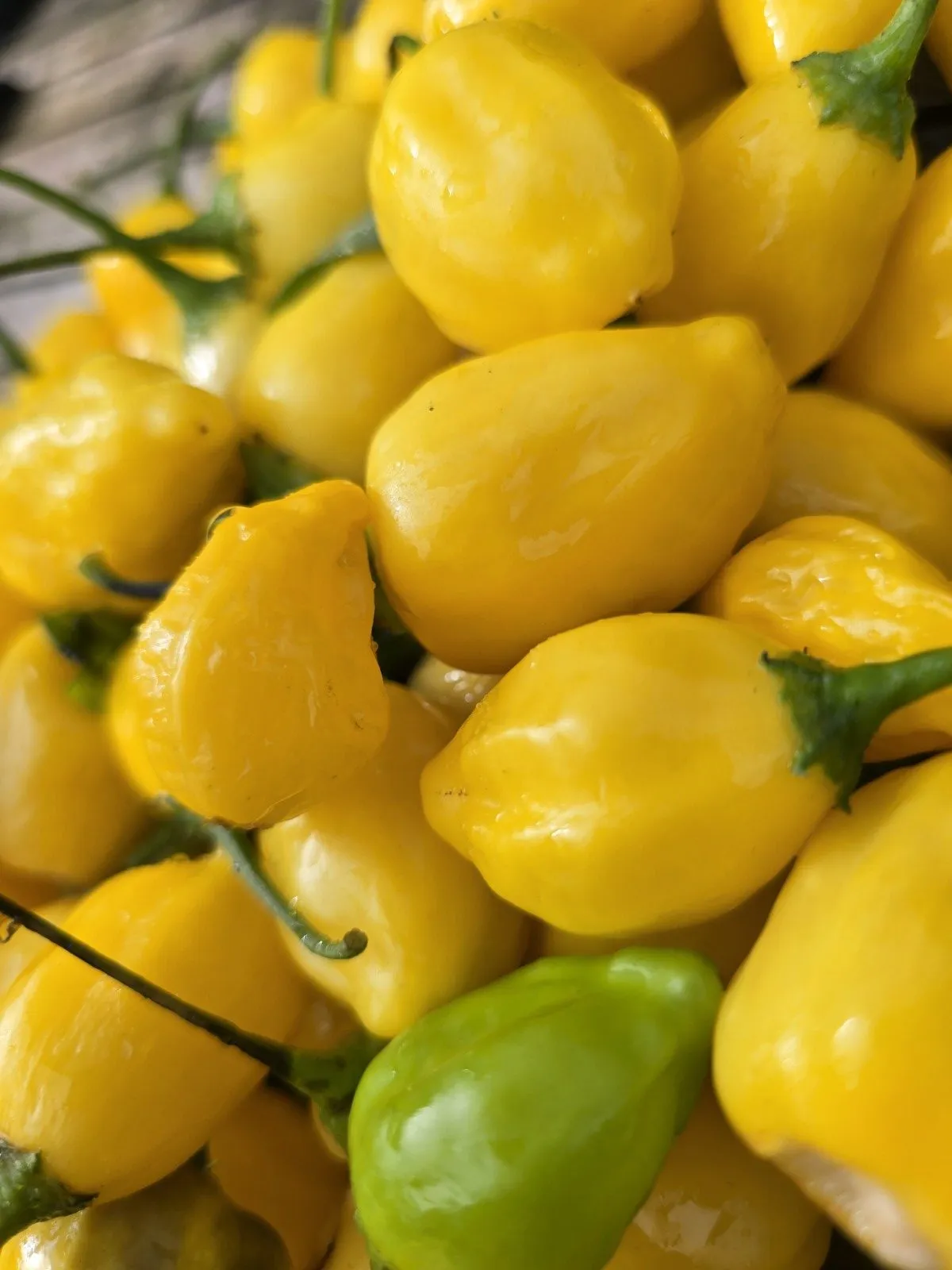 Yellow Cyril Chilli Seeds - Image 3