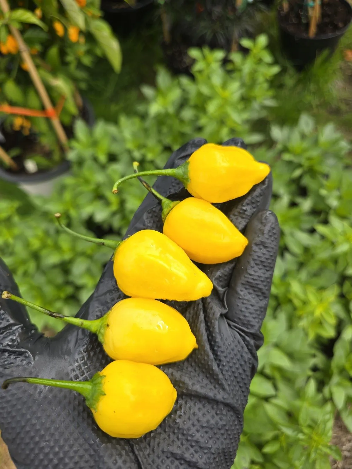 Yellow Cyril Chilli Seeds - Image 4