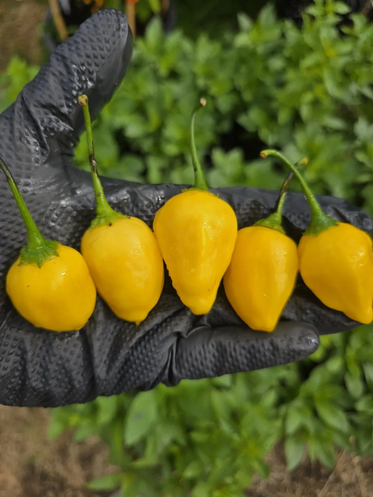 Yellow Cyril Chilli Seeds - Image 5