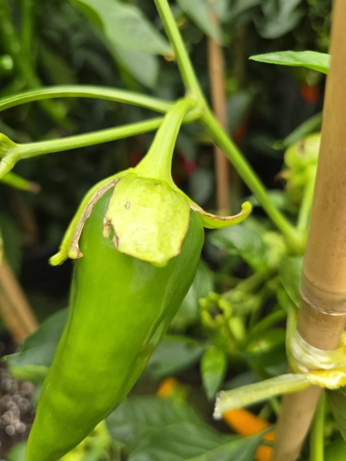 F4 Sweet Italy Yellow × (Bleeding Rawit White × Oda) Chilli Seeds - Image 4