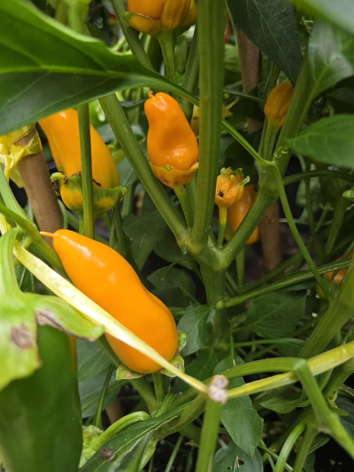 F4 Sweet Italy Yellow × (Bleeding Rawit White × Oda) Chilli Seeds - Image 5