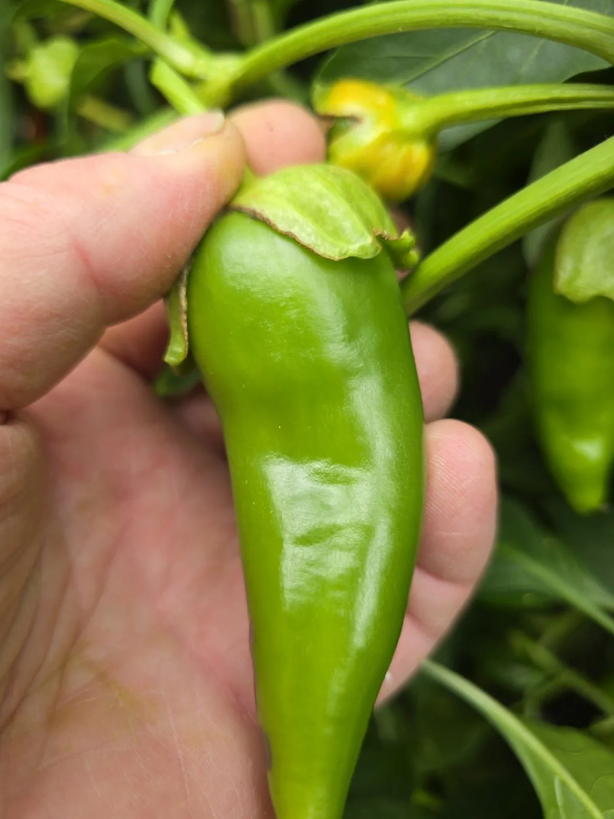 F4 Sweet Italy Yellow × (Bleeding Rawit White × Oda) Chilli Seeds - Image 6