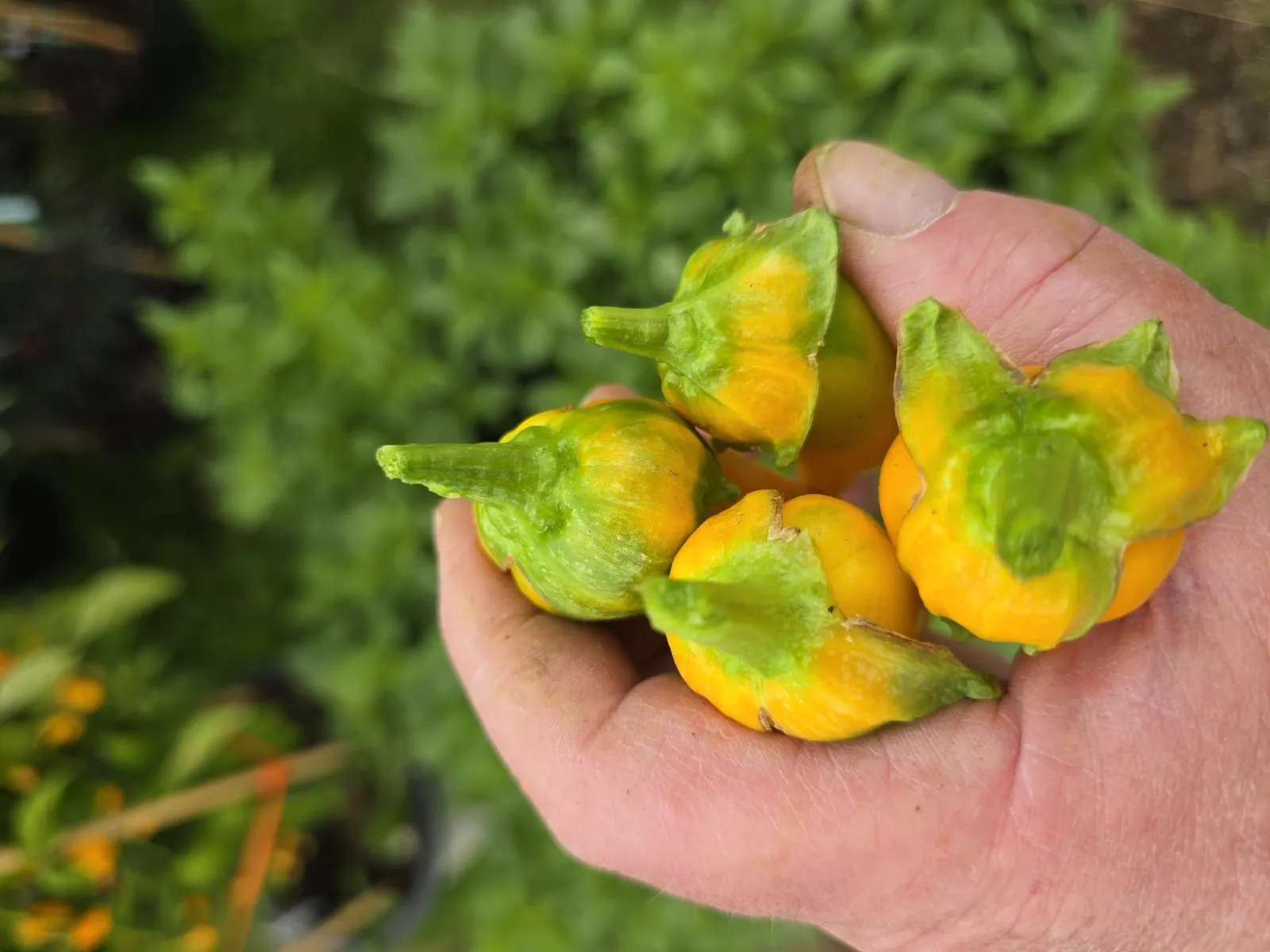 F4 Sweet Italy Yellow × (Bleeding Rawit White × Oda) Chilli Seeds - Image 7