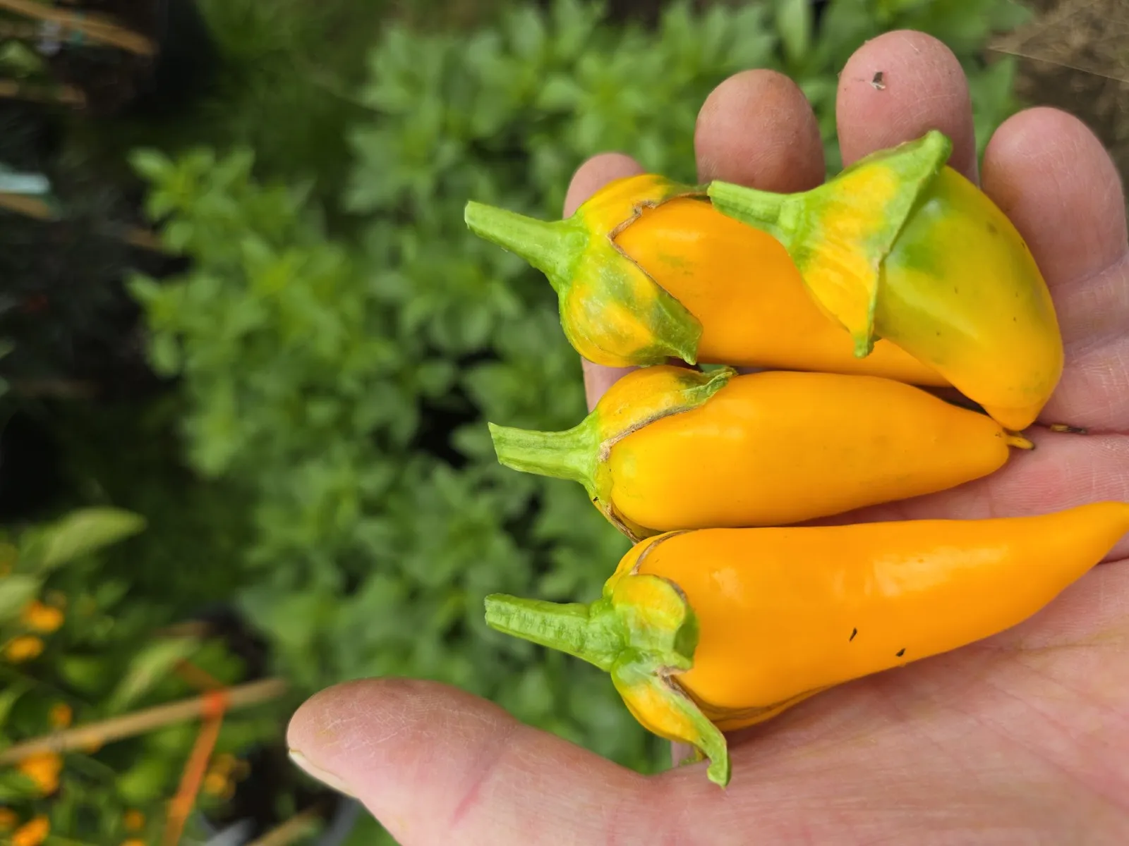 F4 Sweet Italy Yellow × (Bleeding Rawit White × Oda) Chilli Seeds - Image 2