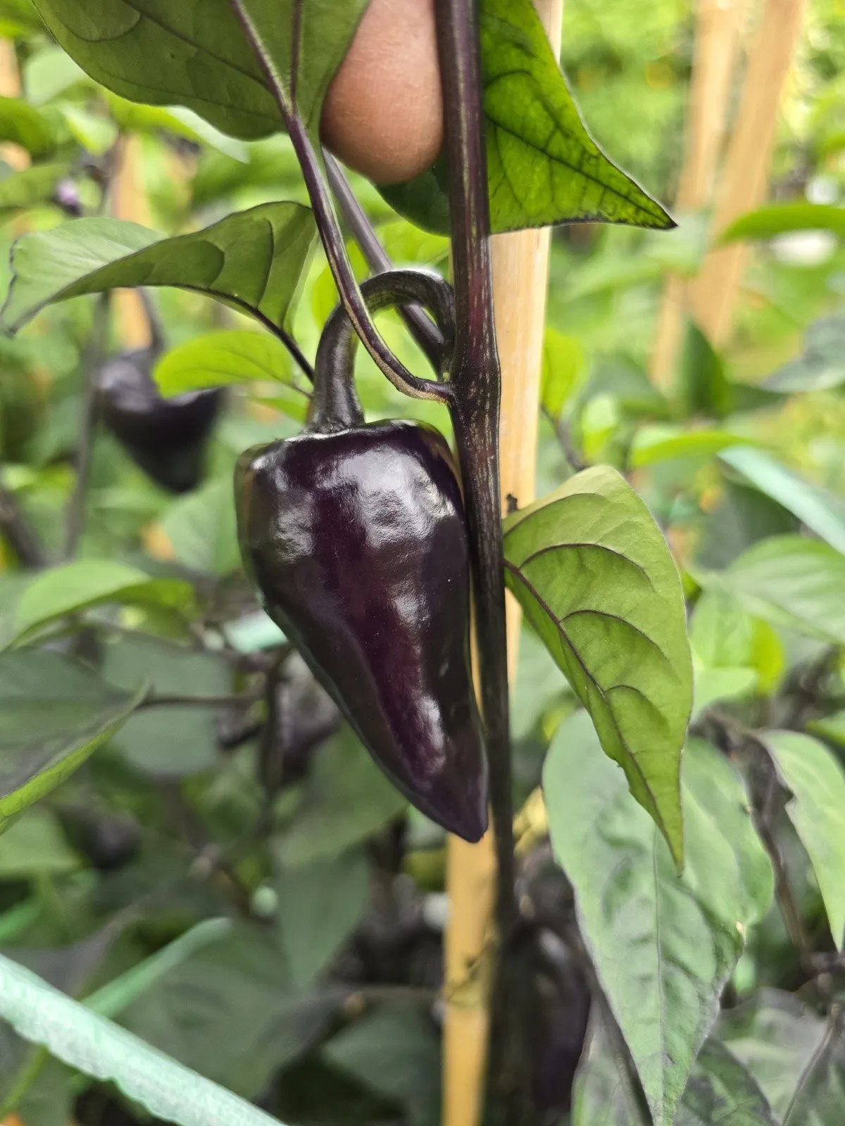 Jalapeno Deadpool Chilli Seeds - Image 9