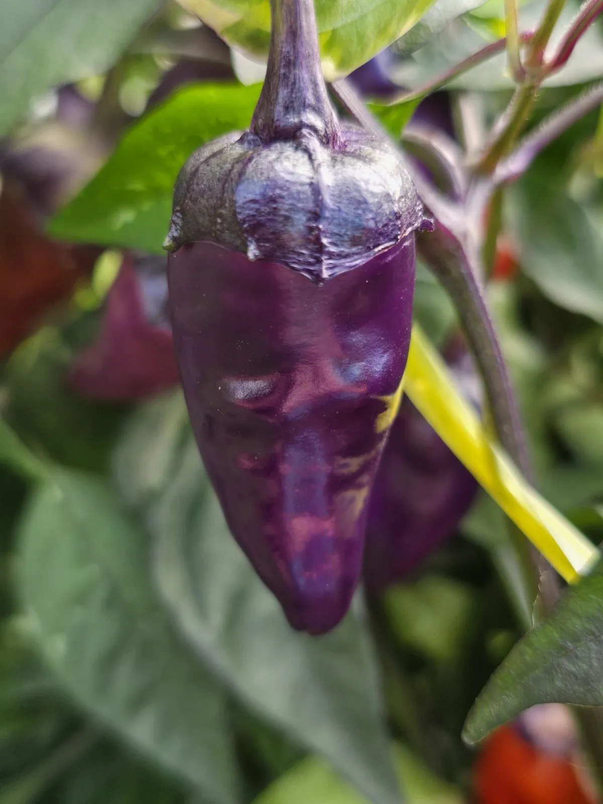 Indonesian Variegated × BRW × Oda F4 Chilli Seeds - Image 13