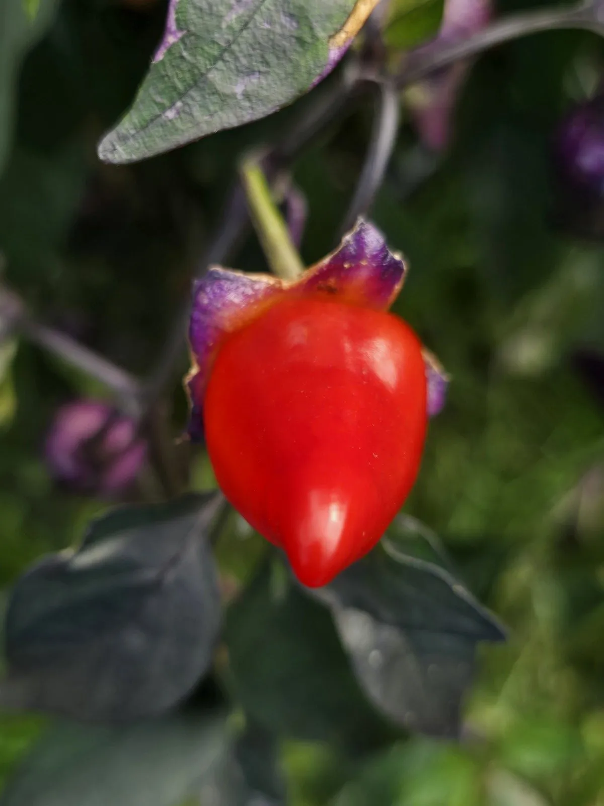 Indonesian Variegated × BRW × Oda F4 Chilli Seeds - Image 14