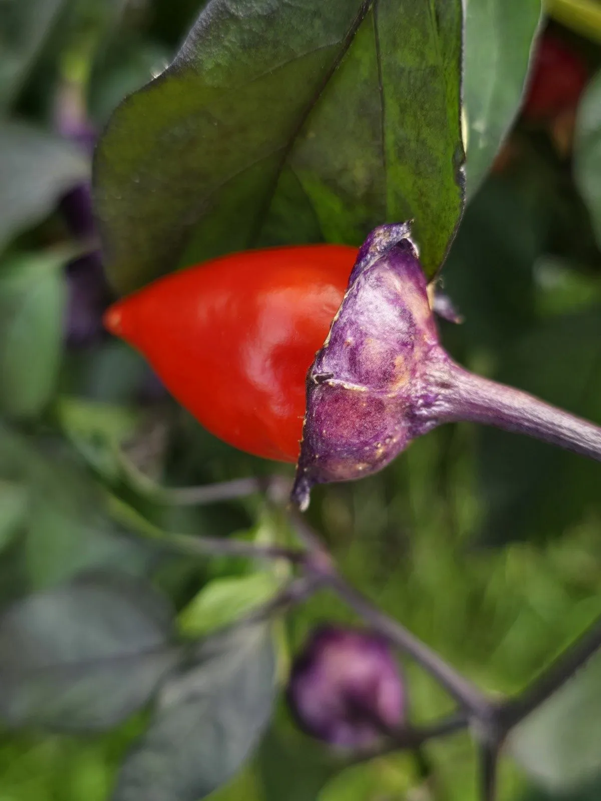 Indonesian Variegated × BRW × Oda F4 Chilli Seeds - Image 15