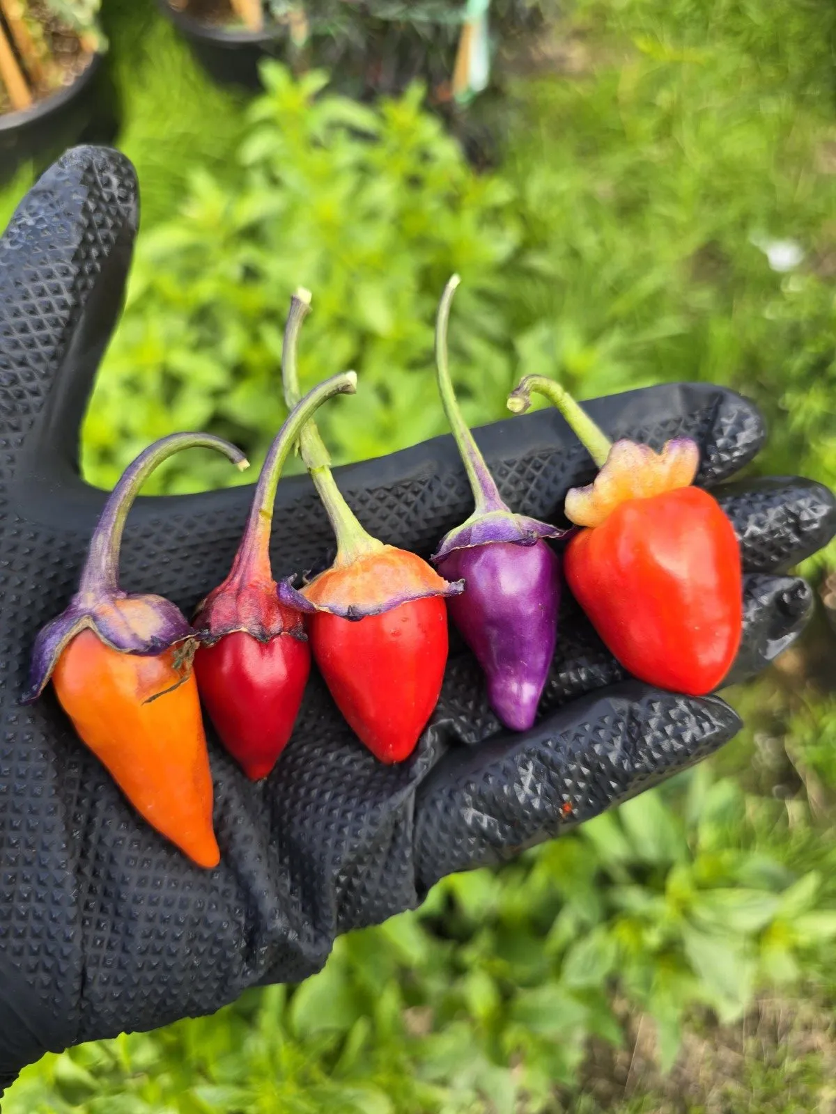 Indonesian Variegated × BRW × Oda F4 Chilli Seeds - Image 16