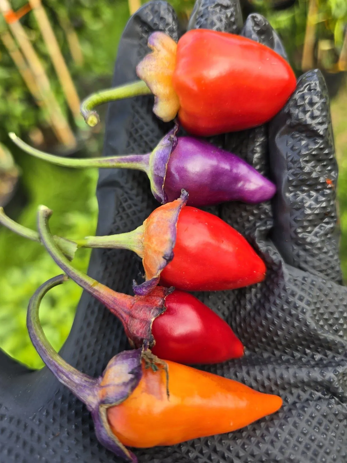 Indonesian Variegated × BRW × Oda F4 Chilli Seeds - Image 3