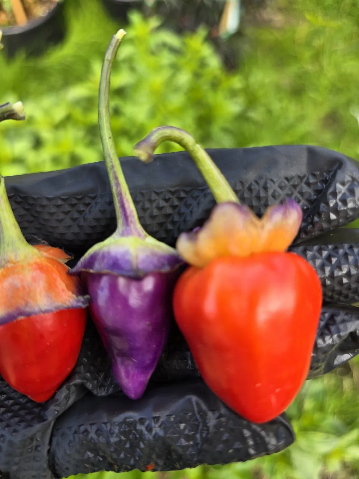 Indonesian Variegated × BRW × Oda F4 Chilli Seeds - Image 17