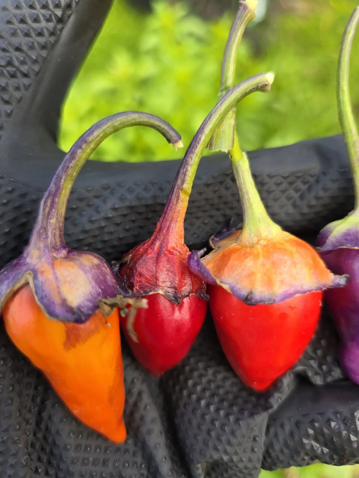 Indonesian Variegated × BRW × Oda F4 Chilli Seeds - Image 6