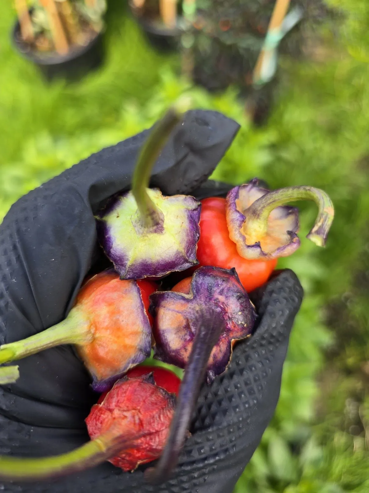 Indonesian Variegated × BRW × Oda F4 Chilli Seeds - Image 18