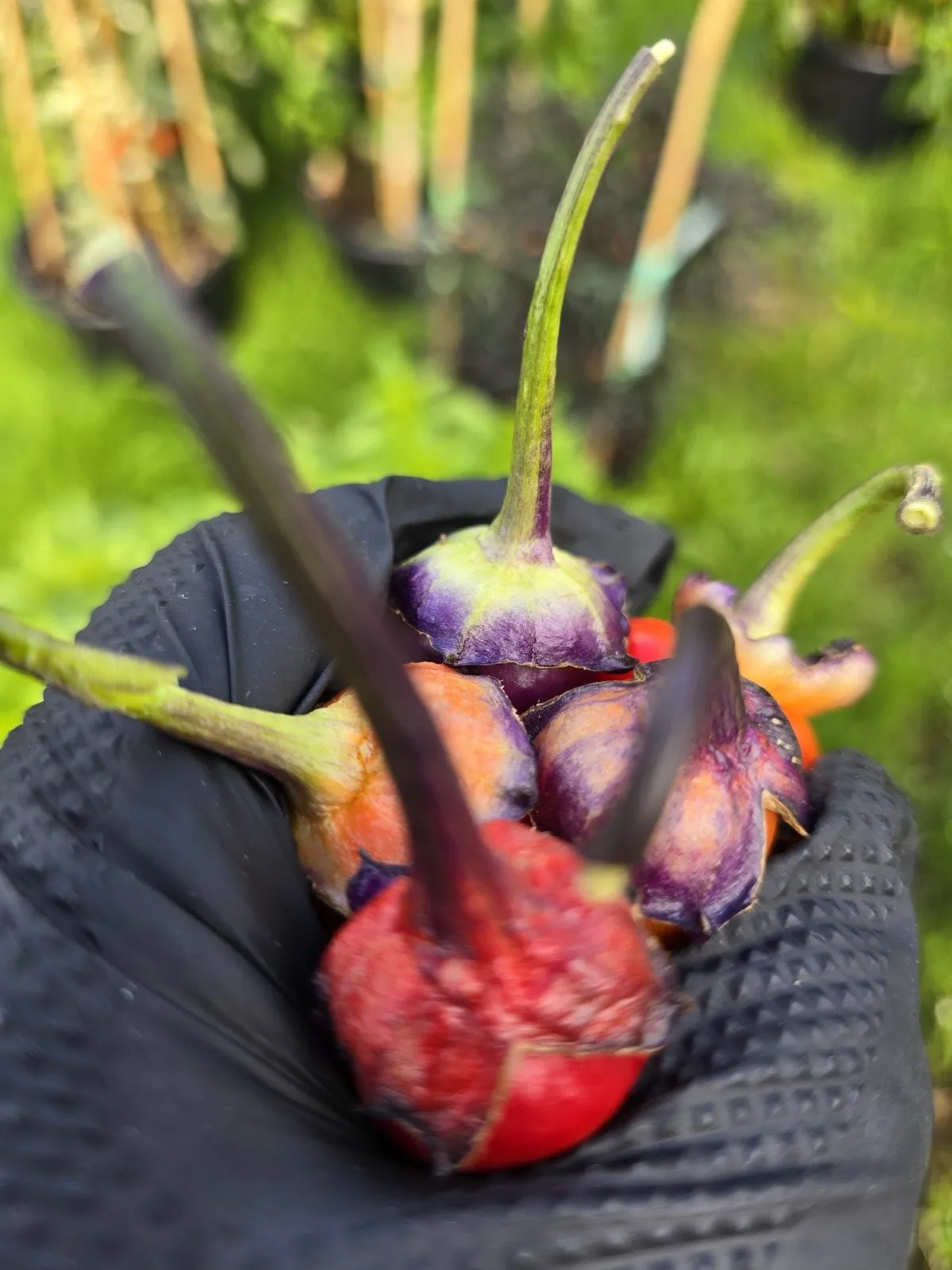 Indonesian Variegated × BRW × Oda F4 Chilli Seeds - Image 4