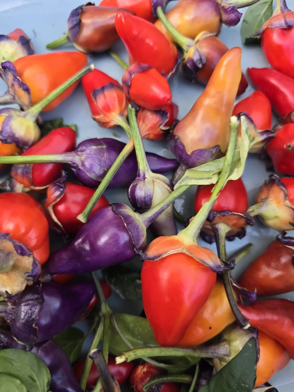 Indonesian Variegated × BRW × Oda F4 Chilli Seeds - Image 5