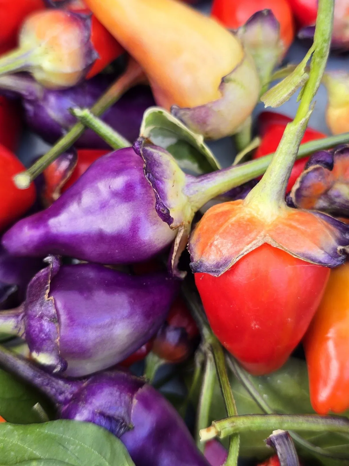Indonesian Variegated × BRW × Oda F4 Chilli Seeds - Image 7