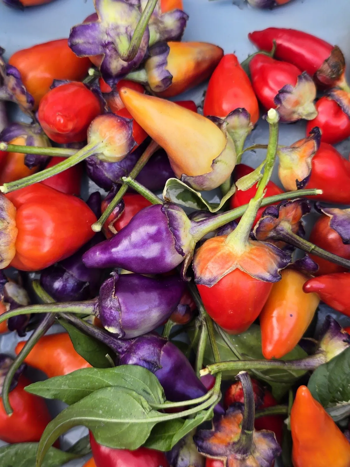 Indonesian Variegated × BRW × Oda F4 Chilli Seeds - Image 8