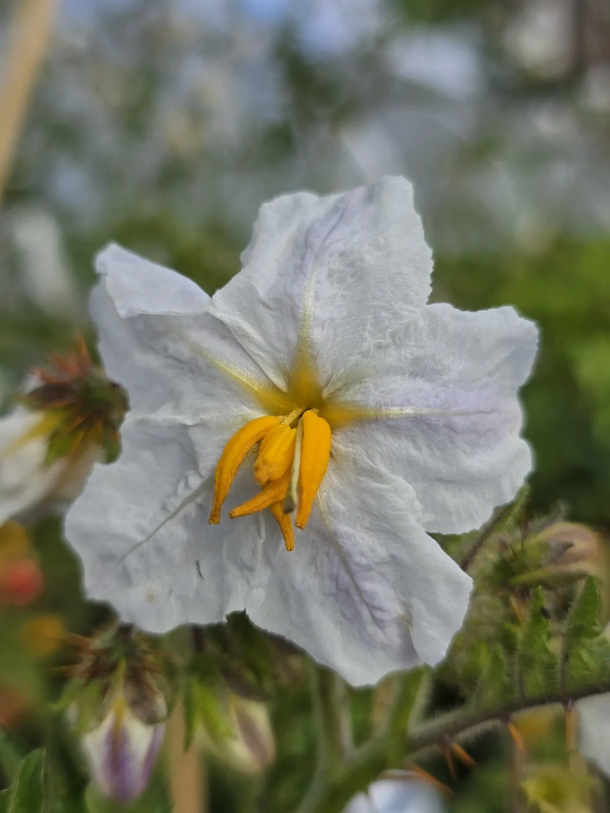 Litchi Tomato Seeds - Image 4