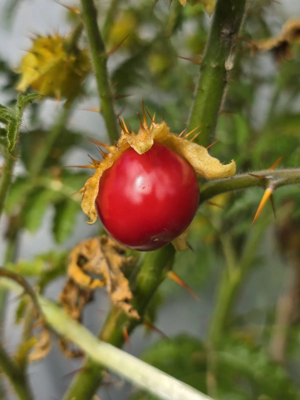 Litchi Tomato Seeds - Image 2