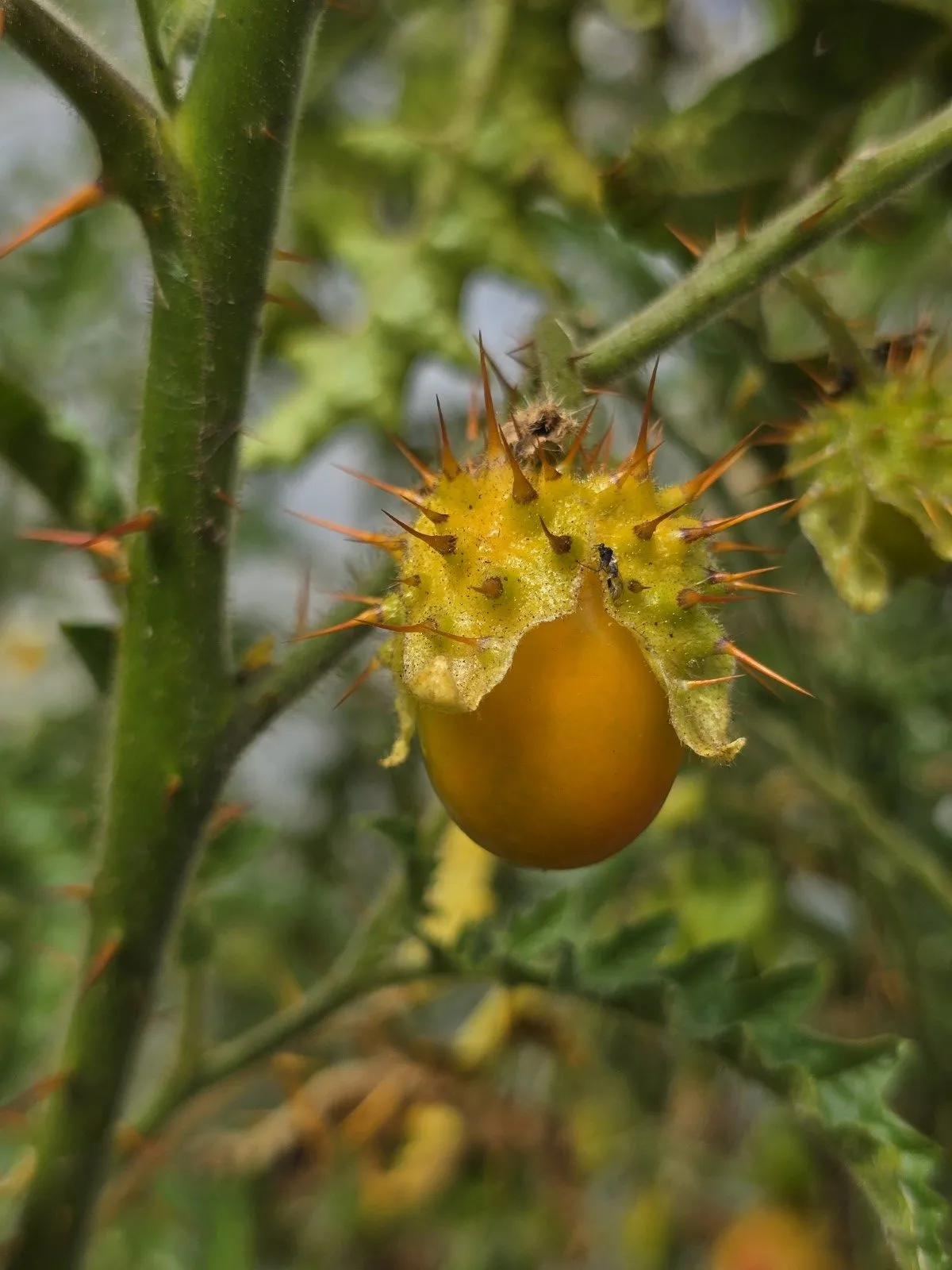 Litchi Tomato Seeds - Image 3