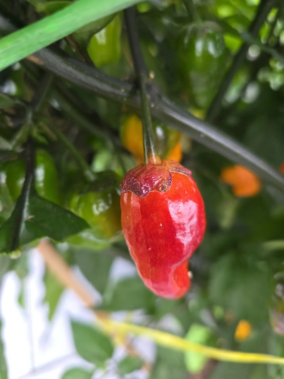 BBG Blood Orange Chilli Seeds - Image 3