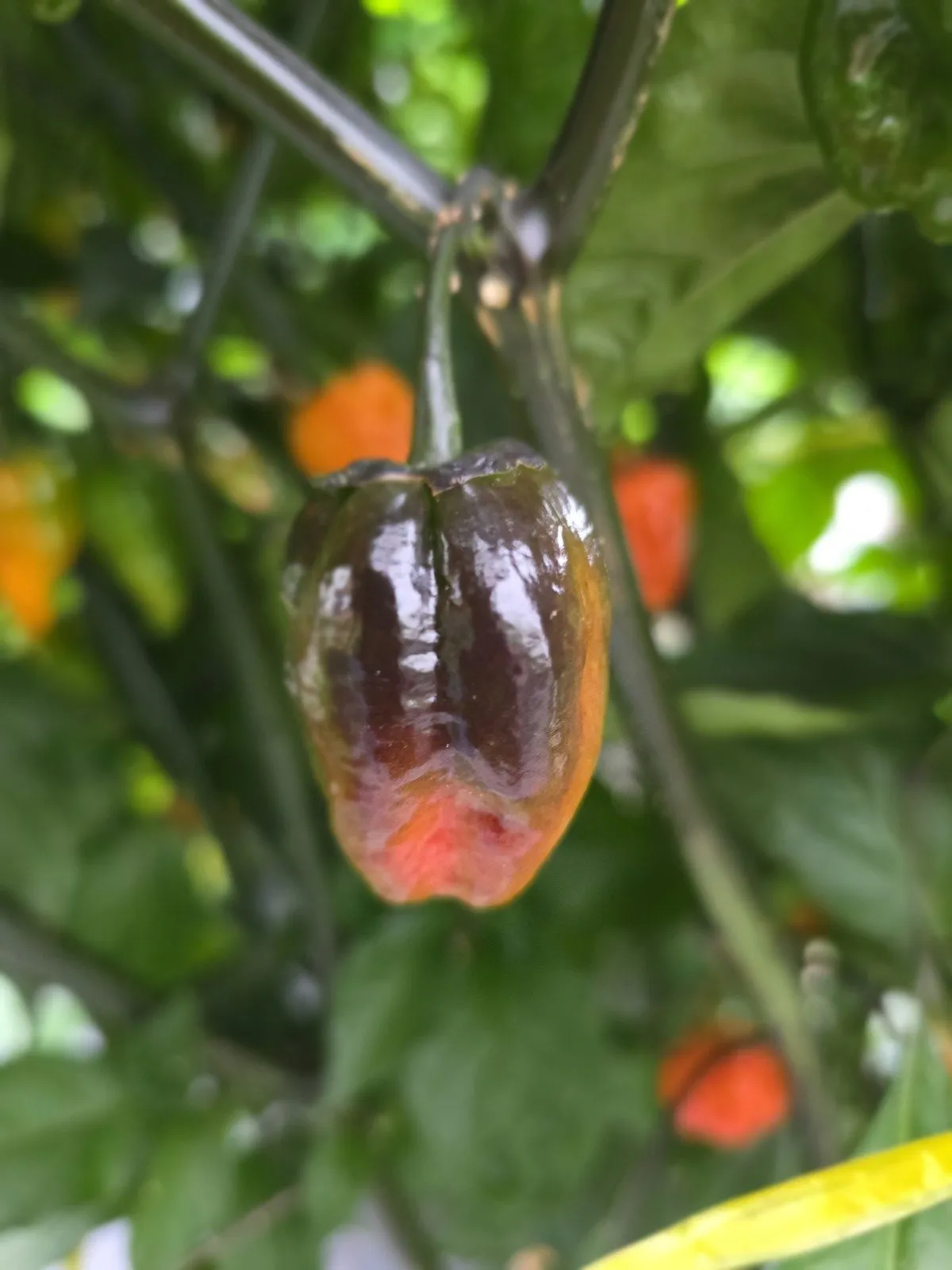 BBG Blood Orange Chilli Seeds - Image 4