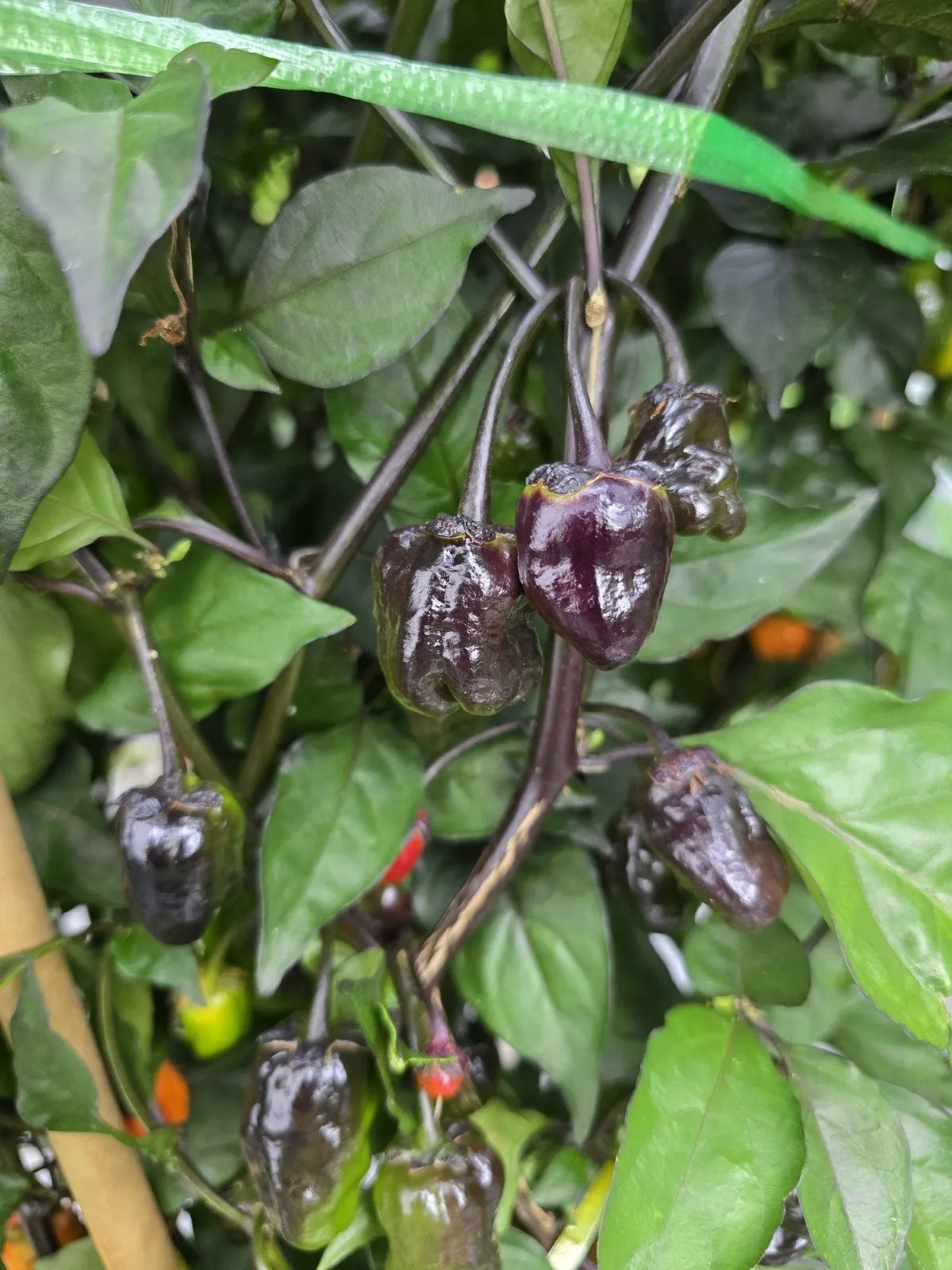 BBG Blood Orange Chilli Seeds - Image 5