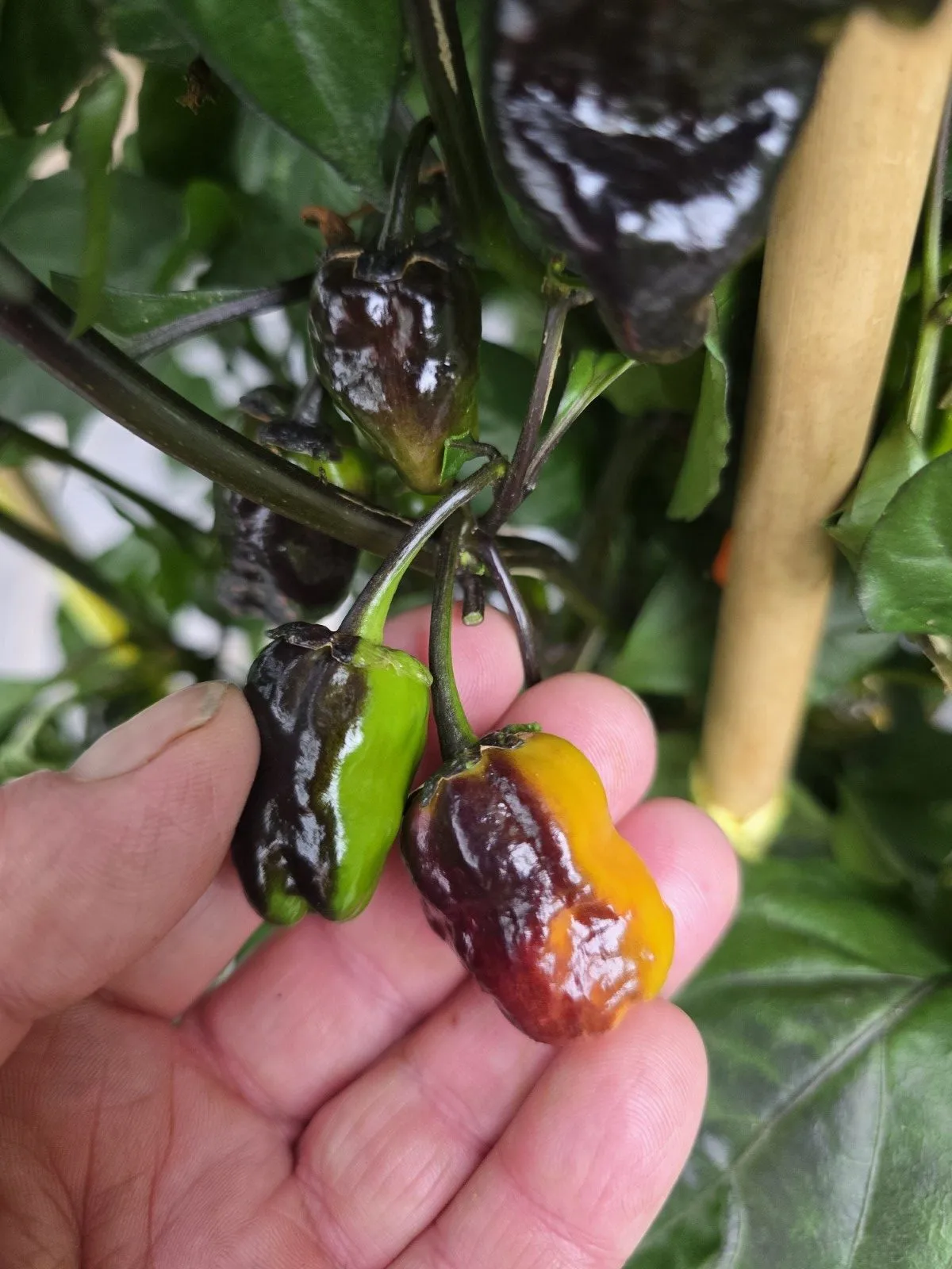 BBG Blood Orange Chilli Seeds - Image 7