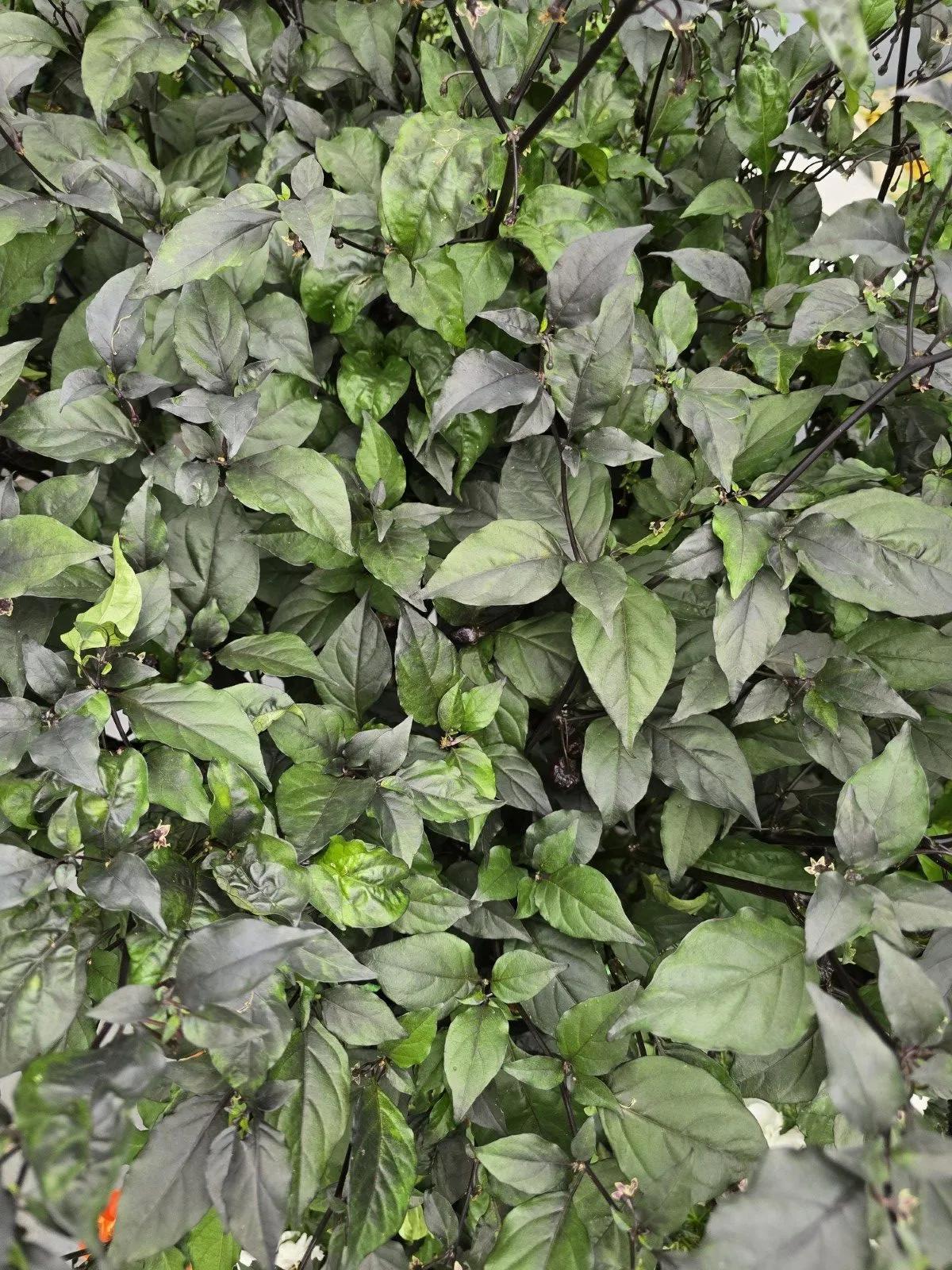 BBG Blood Orange Chilli Seeds - Image 10