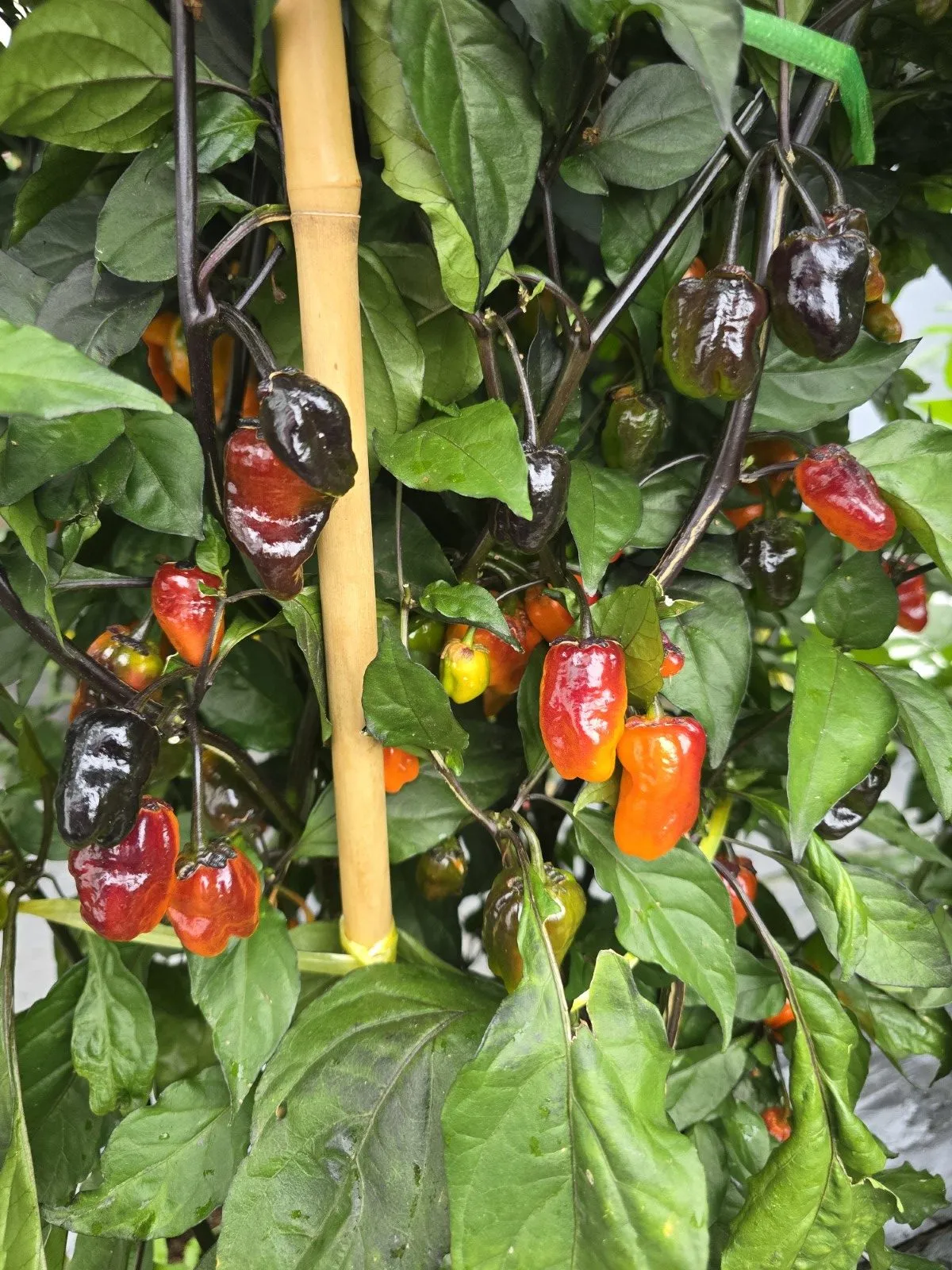BBG Blood Orange Chilli Seeds - Image 11