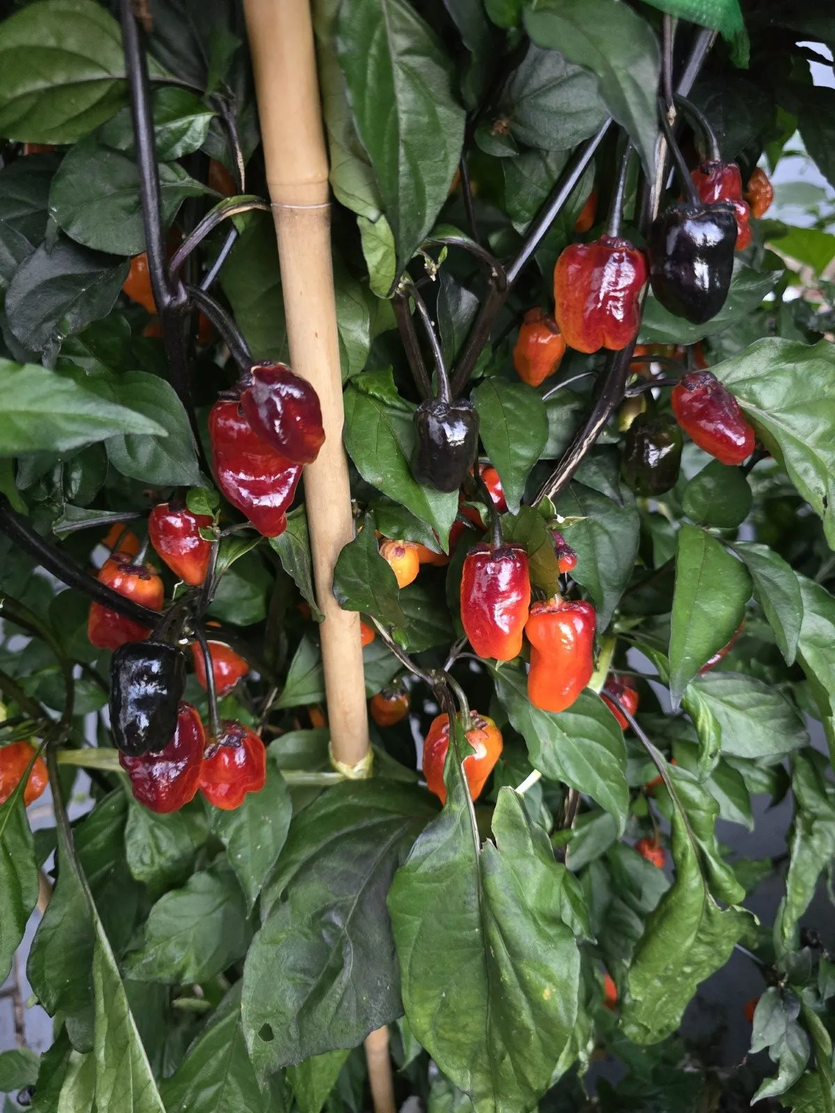 BBG Blood Orange Chilli Seeds - Image 12
