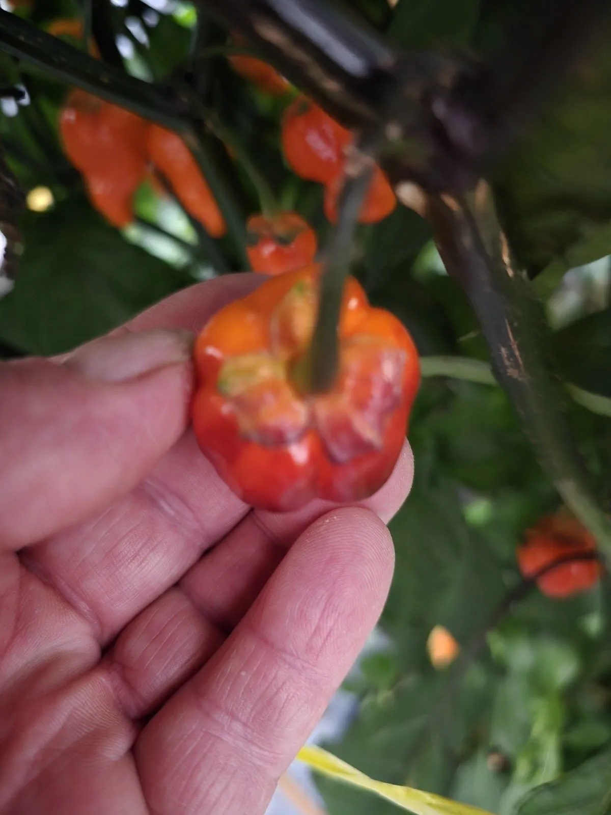 BBG Blood Orange Chilli Seeds - Image 8