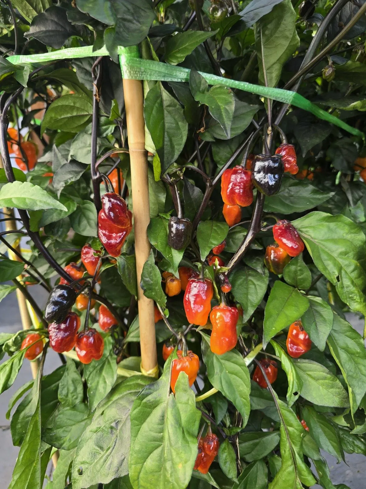 BBG Blood Orange Chilli Seeds - Image 13