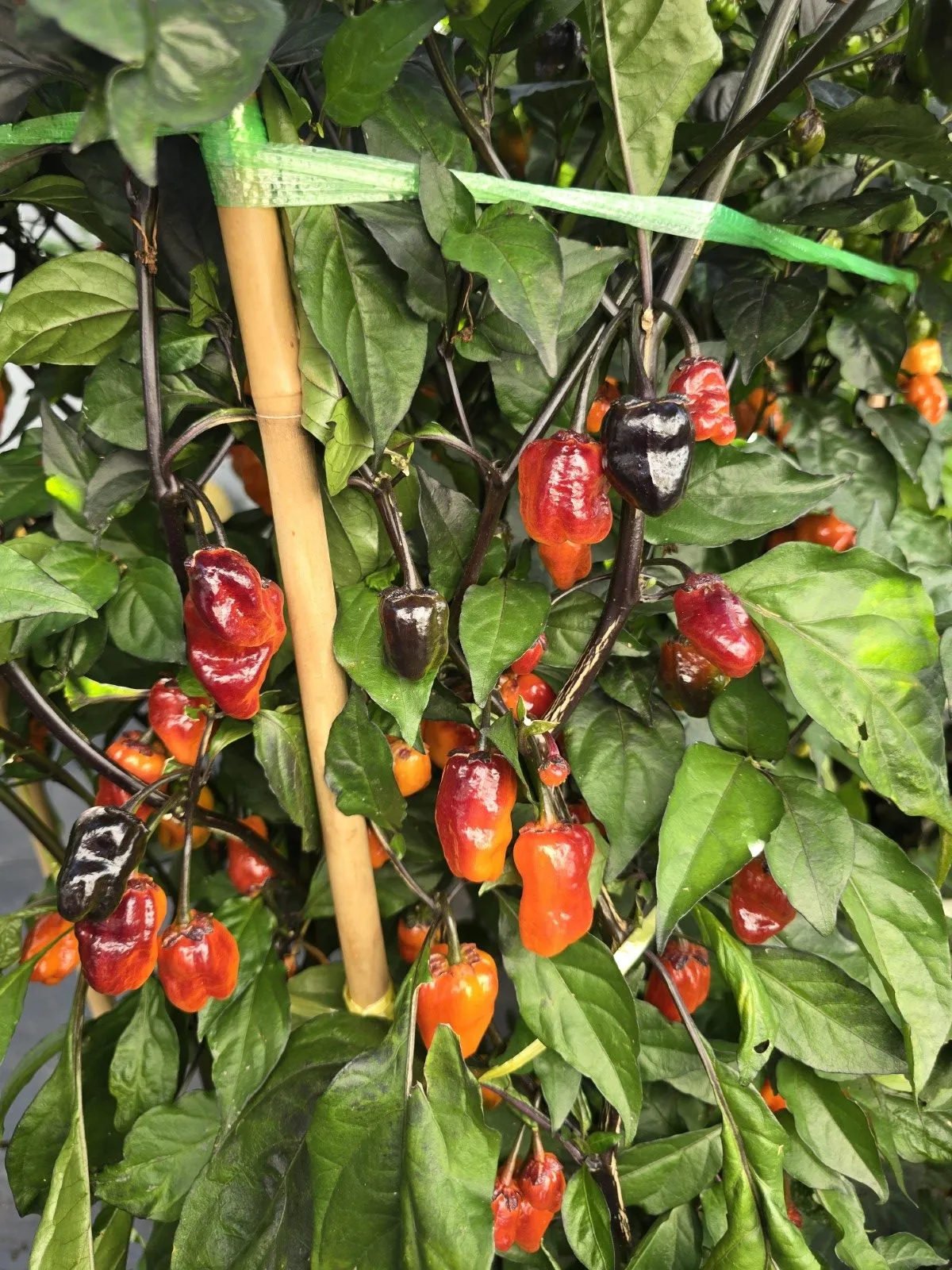 BBG Blood Orange Chilli Seeds - Image 14