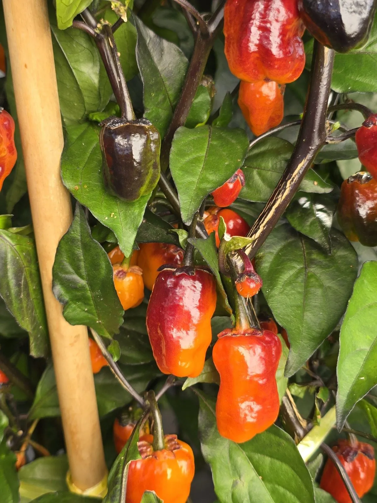 BBG Blood Orange Chilli Seeds - Image 15