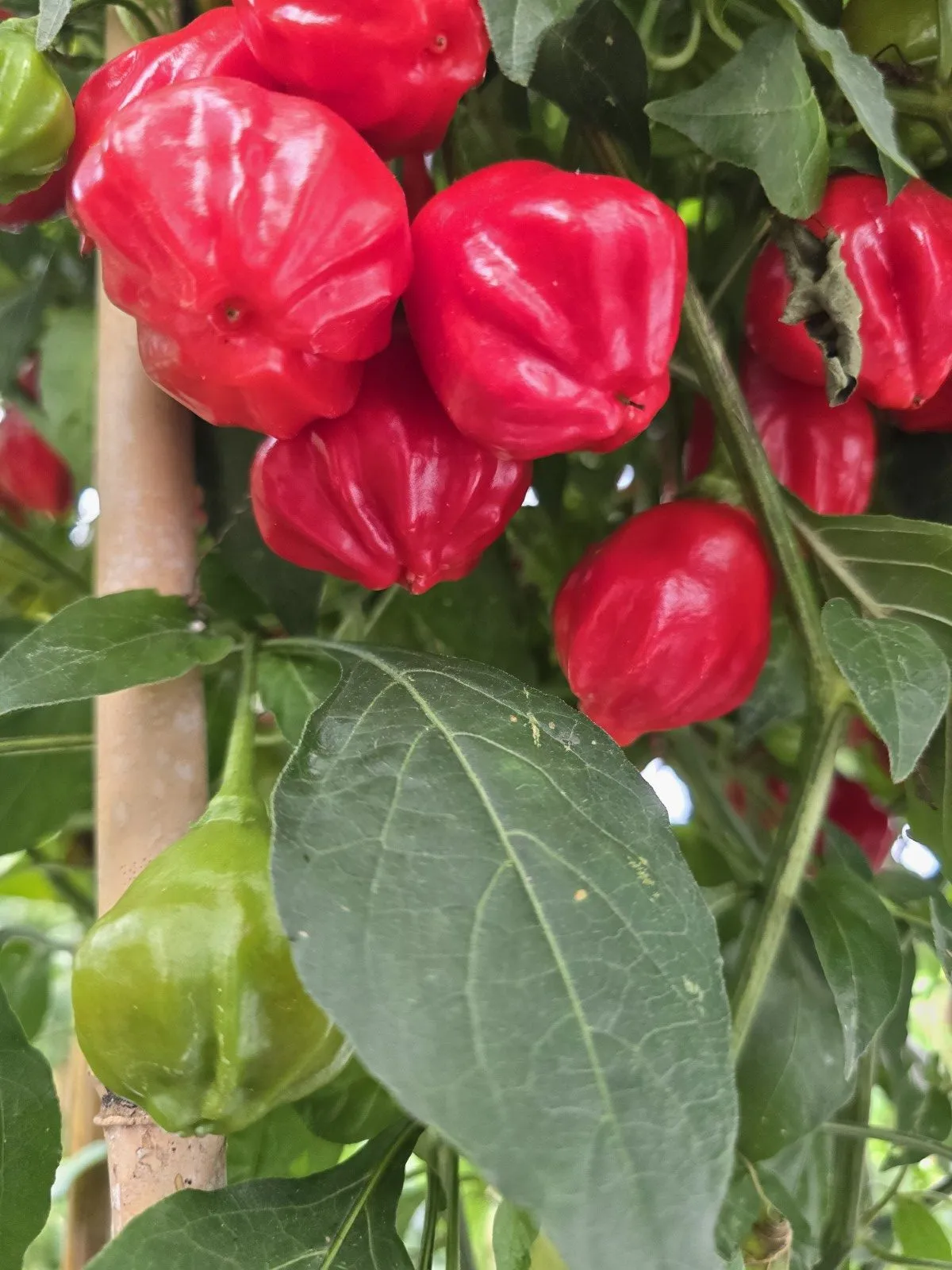 Aji Rainforest Chilli Seeds - Image 6