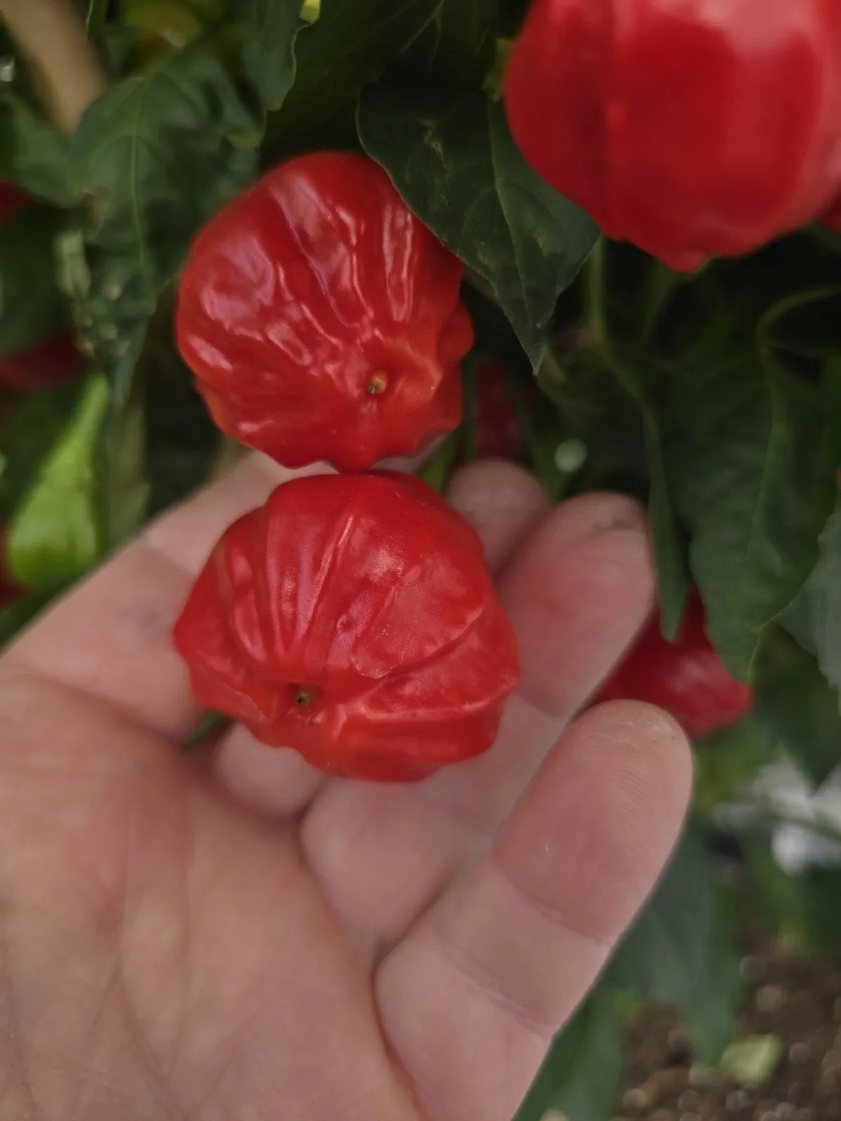 Aji Rainforest Chilli Seeds - Image 7