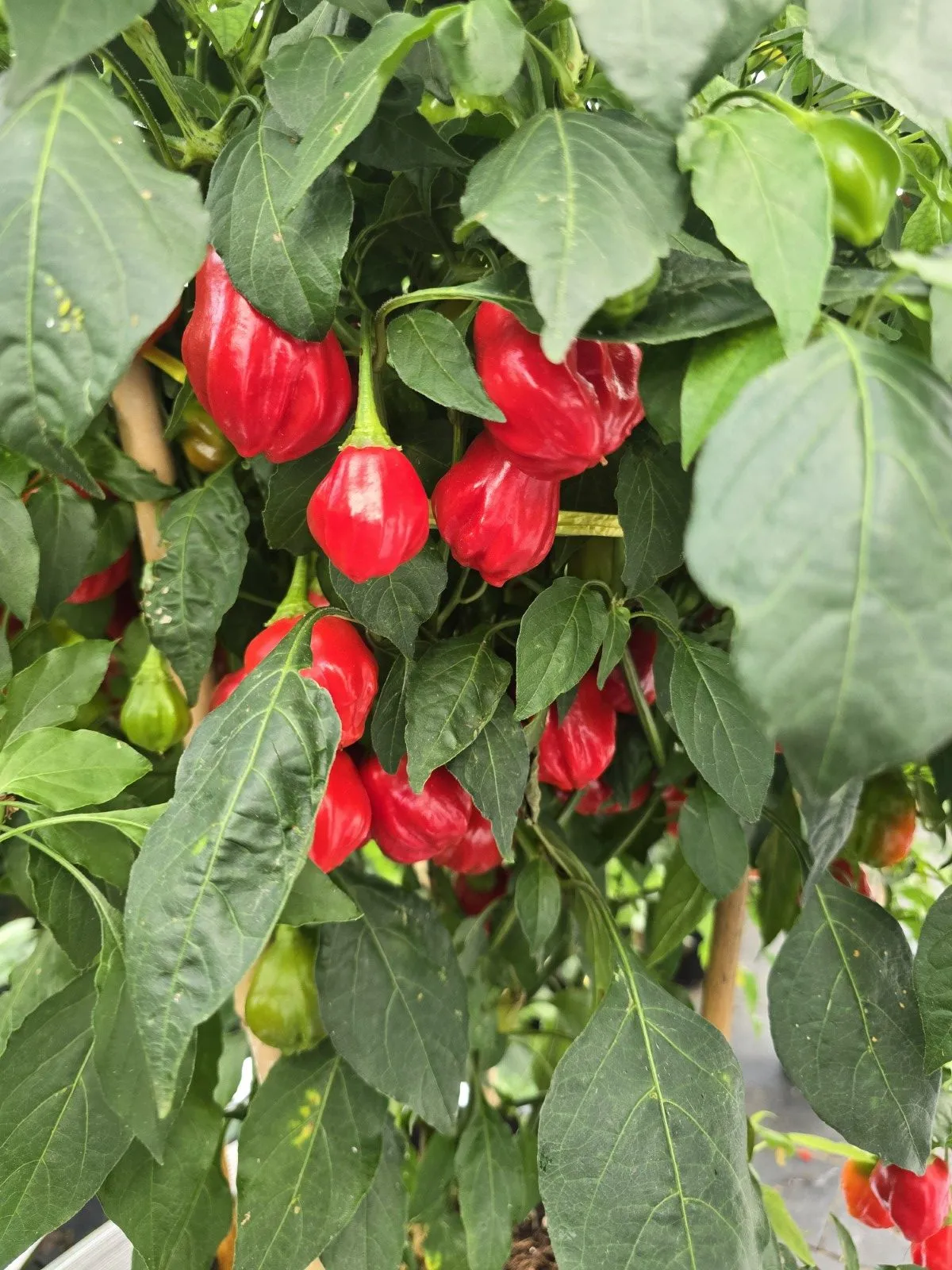Aji Rainforest Chilli Seeds - Image 8