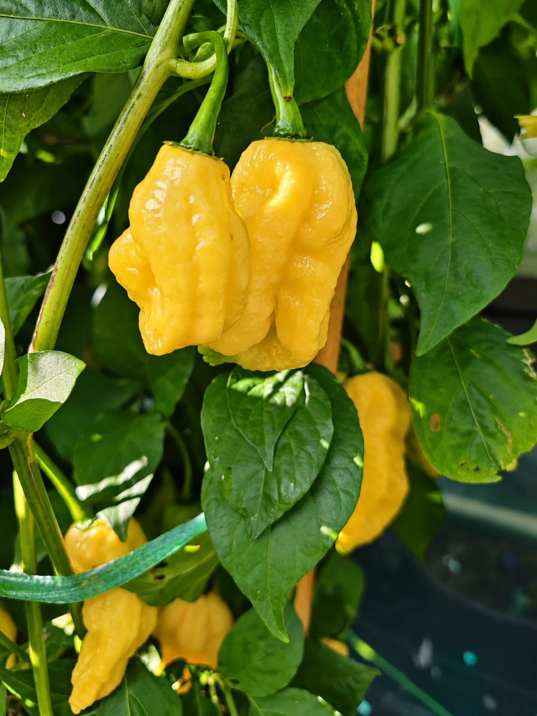 Lemon Jay's Chilli Seeds - Image 7