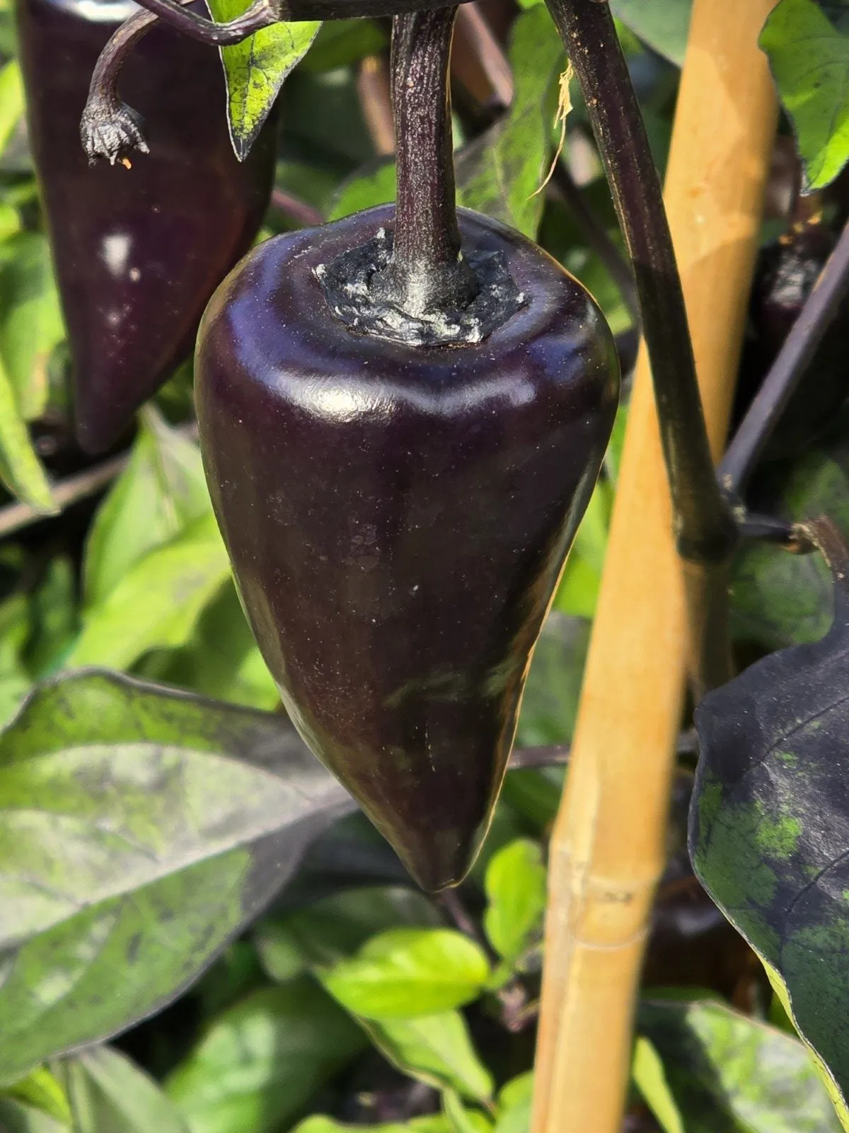 Jalapeno Deadpool Chilli Seeds - Image 2