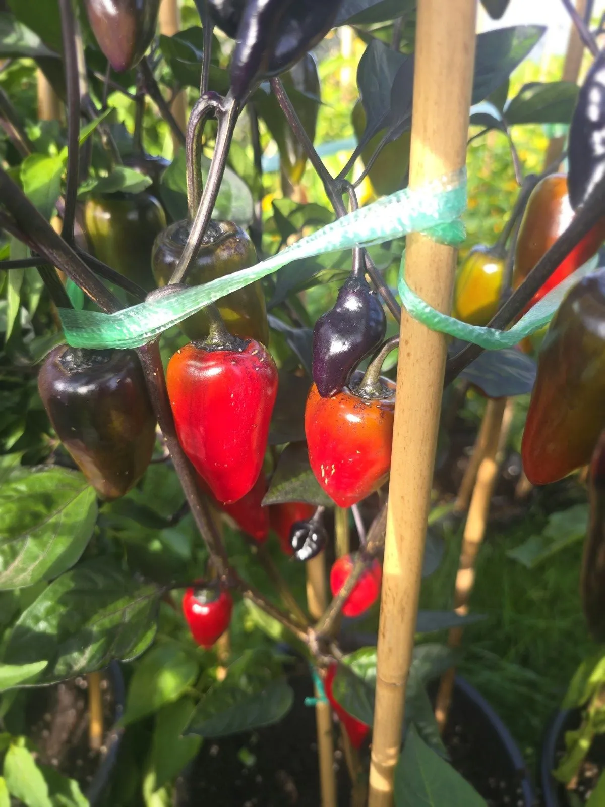Jalapeno Deadpool Chilli Seeds - Image 8