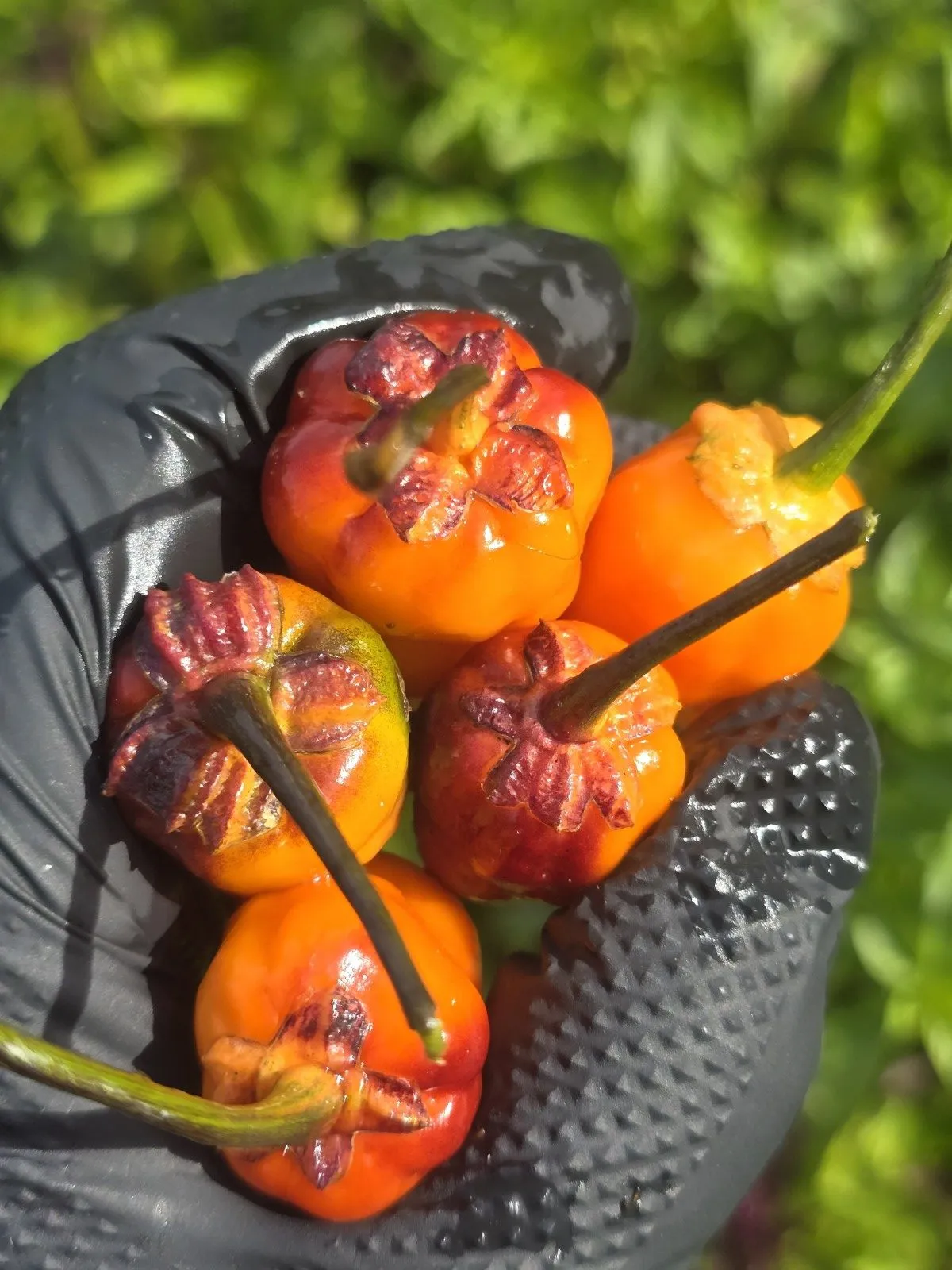 BBG Blood Orange Chilli Seeds - Image 16
