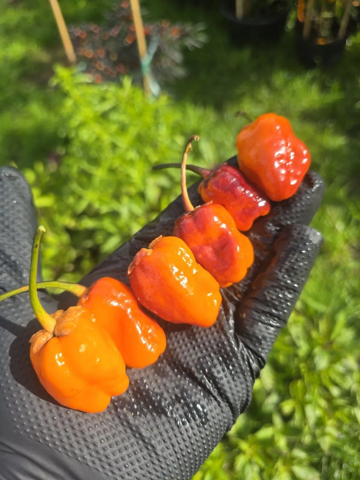 BBG Blood Orange Chilli Seeds - Image 2