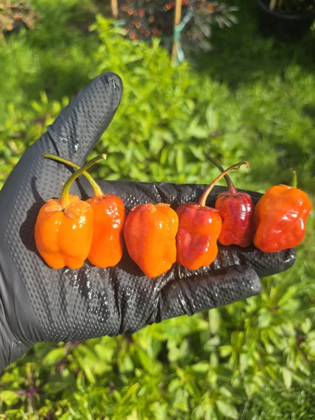 BBG Blood Orange Chilli Seeds - Image 17
