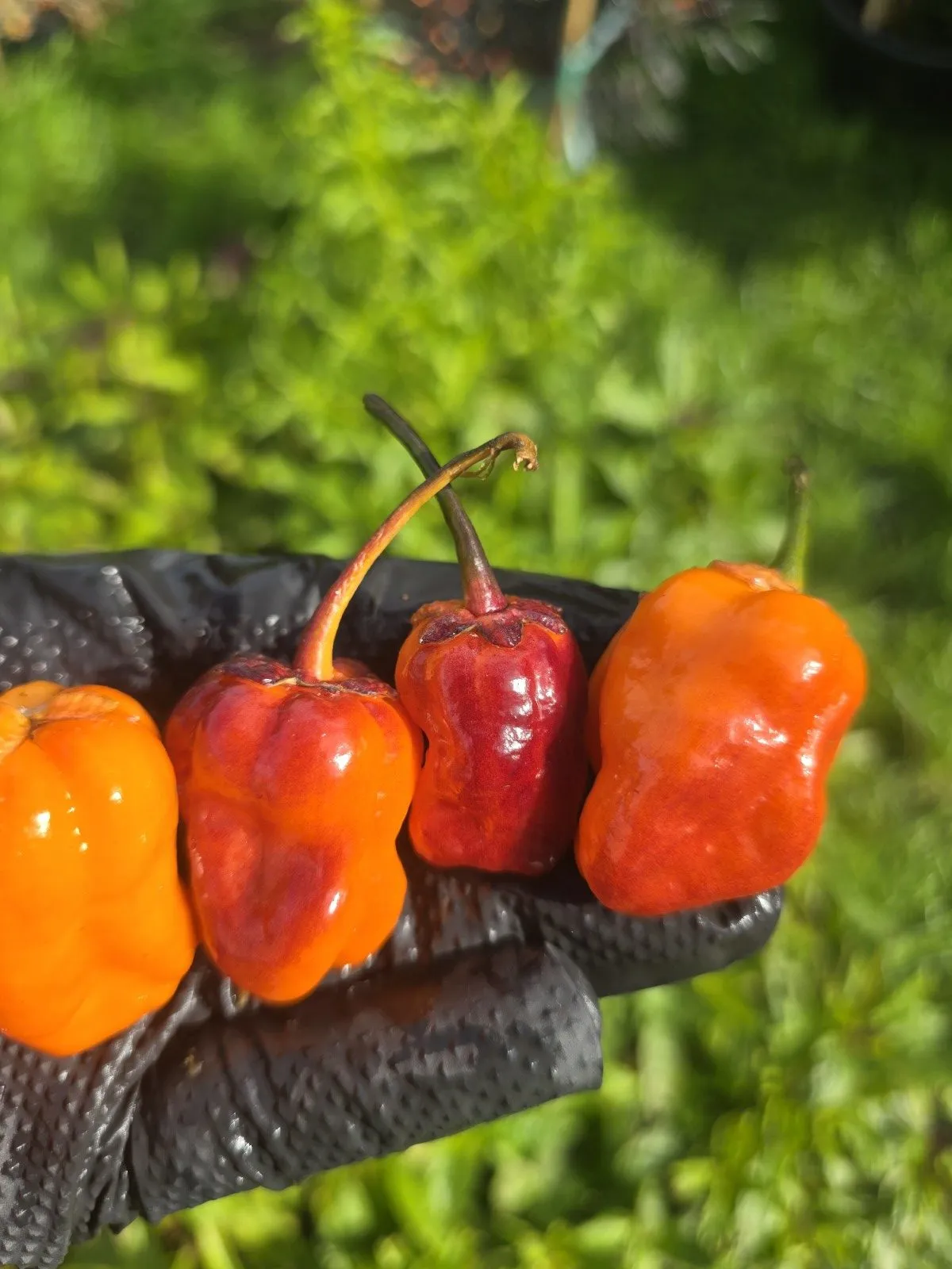 BBG Blood Orange Chilli Seeds - Image 6