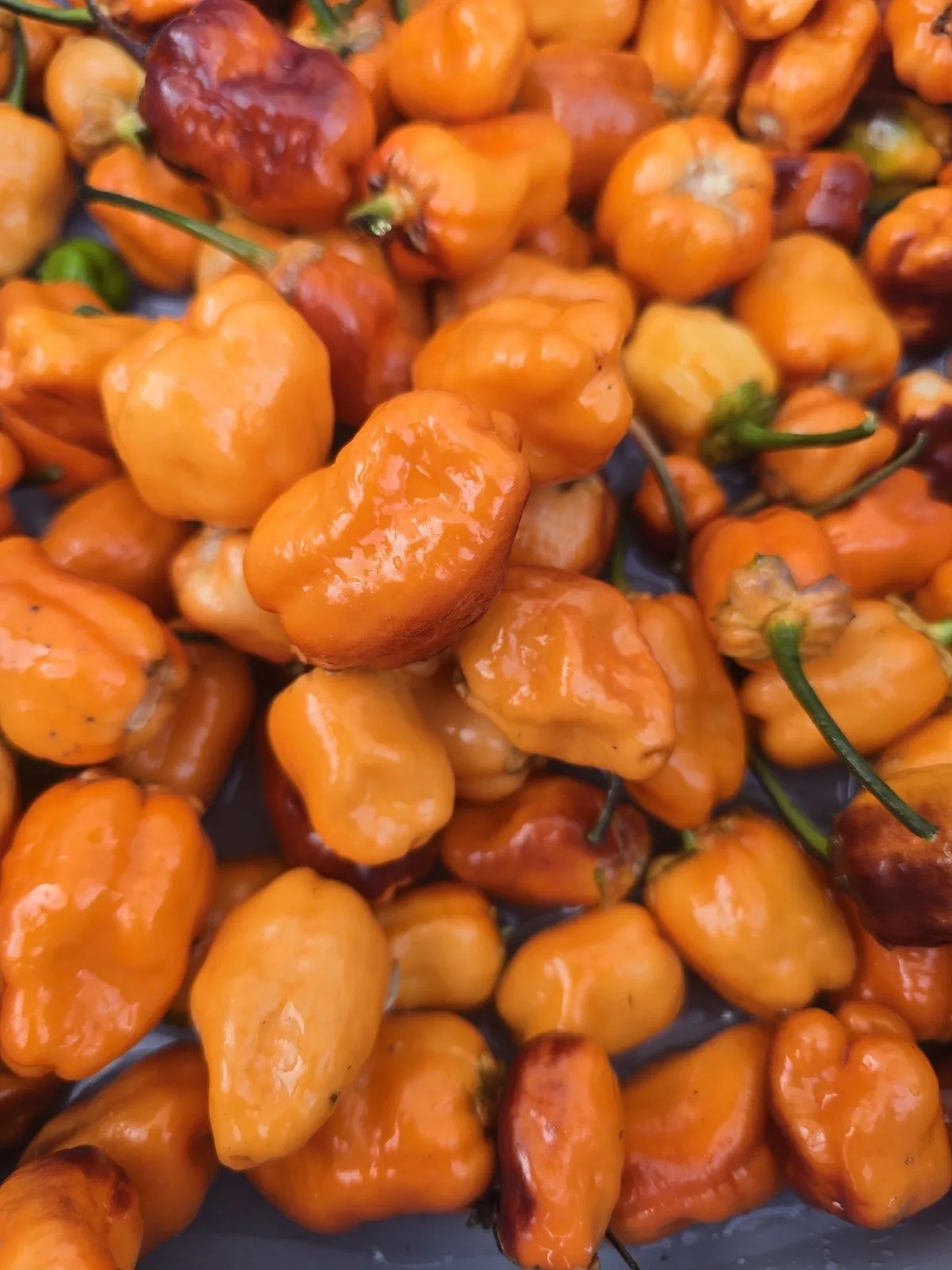BBG Blood Orange Chilli Seeds - Image 9