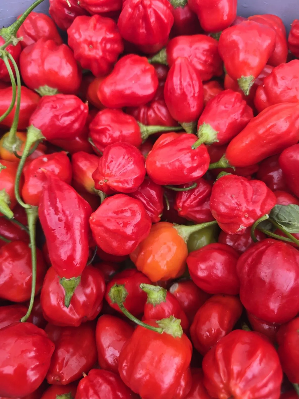 Aji Rainforest Chilli Seeds - Image 2
