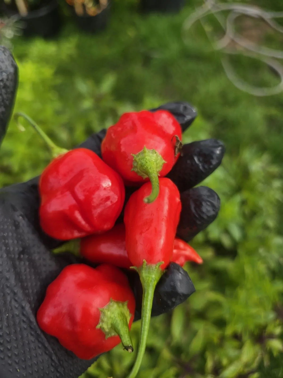 Aji Rainforest Chilli Seeds - Image 3